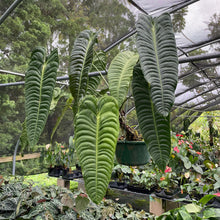 Load image into Gallery viewer, Anthurium Veitchii exact plant, Fedex 2day*
