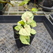 Load image into Gallery viewer, Syngonium Green Splash, Exact Plant Variegated Ships Nationwide
