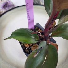 Load image into Gallery viewer, Philodendron Red Heart 2.5&quot; starter pot, ships nationwide
