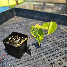 Load image into Gallery viewer, Philodendron Hederaceum Micans Aurea, Exact Plant Variegated Ships Nationwide
