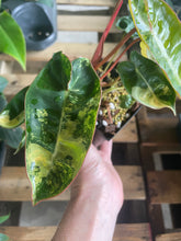 Load image into Gallery viewer, Philodendron Billietiae variegated 4" pot 2DayAir*
