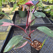 Load image into Gallery viewer, Philodendron Pink Princess Galaxy, Exact Plant Variegated Ships Nationwide
