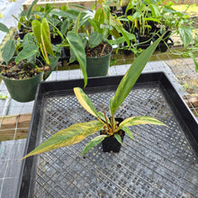 Load image into Gallery viewer, Philodendron Caramel Marble, Exact Plant Variegated Ships Nationwide
