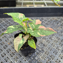 Load image into Gallery viewer, Syngonium Red Spot Tricolor, Exact Plant Variegated Ships Nationwide
