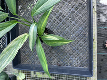 Load image into Gallery viewer, Epipremnum Amplissimum, Exact Plant Variegated Ships Nationwide

