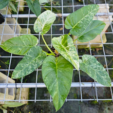 Load image into Gallery viewer, Philodendron Giganteum, Exact Plant Variegated
