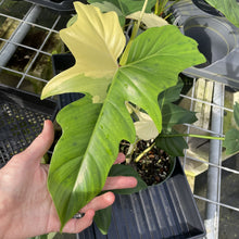 Load image into Gallery viewer, Philodendron Golden Dragon Variegated exact plant, Fedex 2day*
