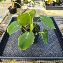 Load image into Gallery viewer, Philodendron Rugosum, Exact Plant
