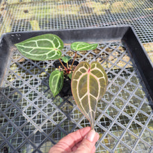 Load image into Gallery viewer, Anthurium doc block red crystallinum, Exact Plant Ships Nationwide
