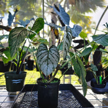 Load image into Gallery viewer, Philodendron Brandtianum, Exact Plant Mature form Ships Nationwide
