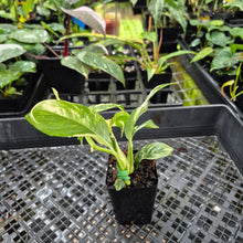 Load image into Gallery viewer, Rhaphidophora Puberula, Exact Plant Variegated Ships Nationwide
