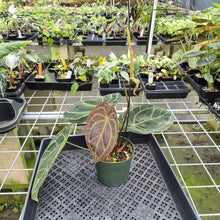Load image into Gallery viewer, Anthurium Doc Block (Red Crystallinum) x Kunayalense exact plant, Fedex 2day*
