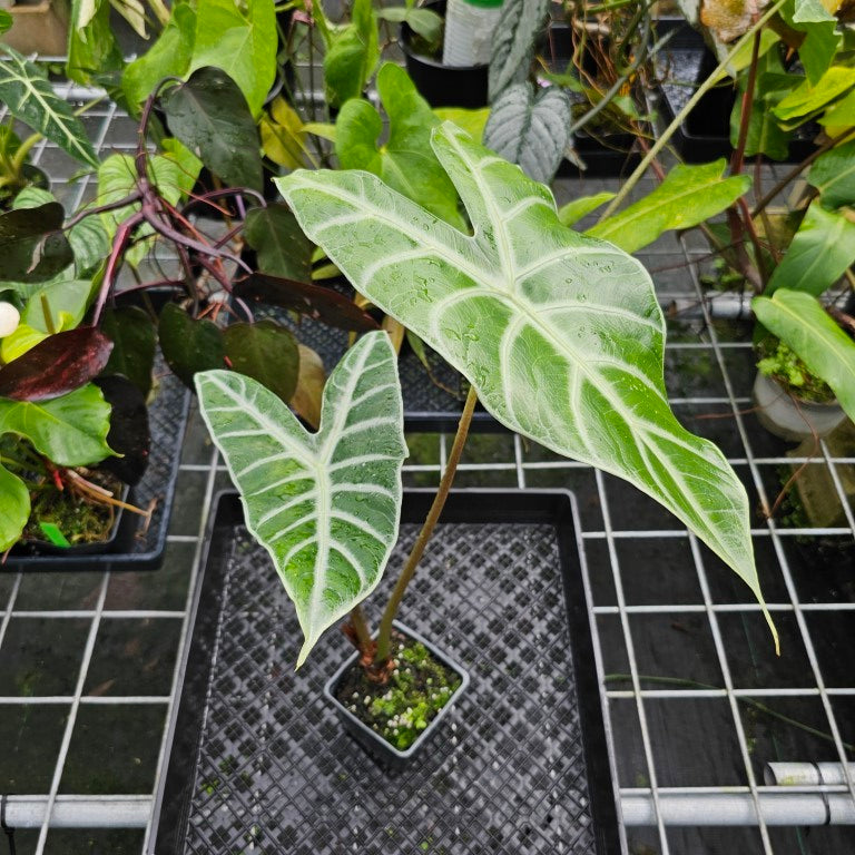 Alocasia Longiloba Lowii, Exact Plant