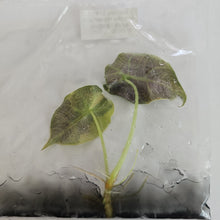 Load image into Gallery viewer, Alocasia Watsoniana Aurea variegated tissue culture 2DayAir
