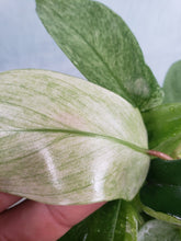 Load image into Gallery viewer, Florida Ghost, exact plant, Philodendron, ships nationwide
