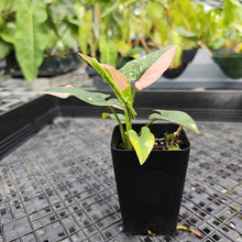 Load image into Gallery viewer, Syngonium Red Spot Tricolor, Exact Plant Variegated Ships Nationwide
