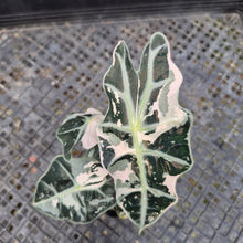Load image into Gallery viewer, Alocasia Polly Snowflake Pink variegated 2.5" pot, Fedex 2day*
