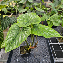 Load image into Gallery viewer, Philodendron Mamei, Exact Plant Ships Nationwide
