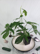 Load image into Gallery viewer, Pedatum, Exact Plant, Philodendron
