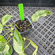 Load image into Gallery viewer, Philodendron Hederaceum, Heart Leaf, Exact Plant Variegated Ships Nationwide
