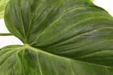 Load image into Gallery viewer, Philodendron Splendid Exact Plant Ships Nationwide

