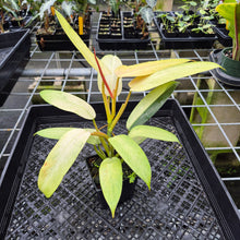 Load image into Gallery viewer, Philodendron Whipple Way Variegated exact plant, Fedex 2day*
