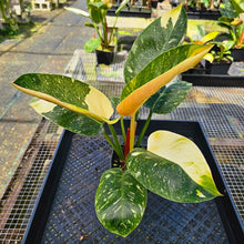 Load image into Gallery viewer, Philodendron Green Congo Nuclear, Exact Plant Variegated
