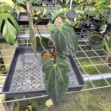 Load image into Gallery viewer, Anthurium Ace Of Spades X Papillilaminum exact plant, Fedex 2day*
