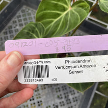 Load image into Gallery viewer, Philodendron Verrucosum Amazon Sunset exact plant, Fedex 2day*
