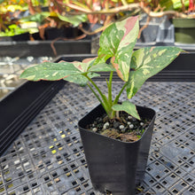 Load image into Gallery viewer, Syngonium Red Spot Tricolor, Exact Plant Variegated Ships Nationwide

