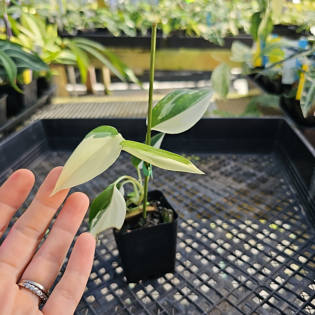 Scindapsus Blue Albo, Exact Plant Variegated Ships Nationwide