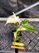 Load image into Gallery viewer, Philodendron Florida Ghost, Exact Plant Ships Nationwide
