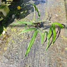 Load image into Gallery viewer, Philodendron Holtonianum, Exact Plant
