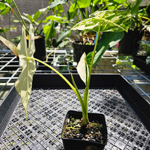 Load image into Gallery viewer, Alocasia Frydek, Exact Plant Variegated
