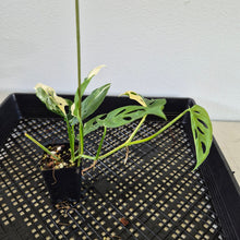 Load image into Gallery viewer, Monstera Adansonii Laniata Albo Variegated exact plant, Fedex 2day*
