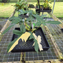 Load image into Gallery viewer, Philodendron Golden Dragon, Exact Plant Variegated

