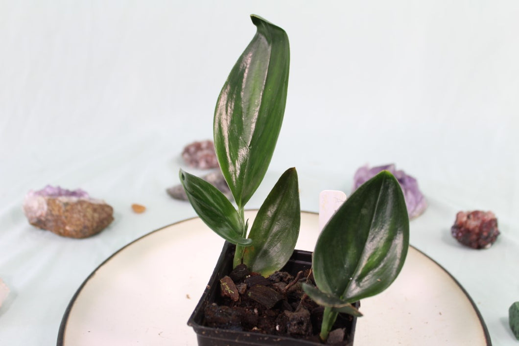 Scindapsus Treubii Dark Form, double plant, exact plant, ships nationwide