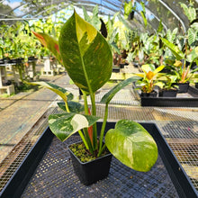 Load image into Gallery viewer, Philodendron Green Congo Nuclear, Exact Plant Variegated
