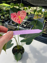 Load image into Gallery viewer, Anthurium Shibori, Exact Plant Variegated
