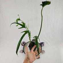 Load image into Gallery viewer, Philodendron Holtonianum, Exact Plant Ships Nationwide
