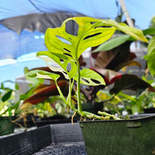 Load image into Gallery viewer, Monstera Adansonii Albo Tricolor, Exact Plant Variegated
