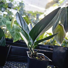 Load image into Gallery viewer, Philodendron Splendid, Exact Plant 2&#39;&#39; pot Ships Nationwide
