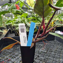 Load image into Gallery viewer, Philodendron Red Anderson, Exact Plant Ships Nationwide
