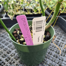 Load image into Gallery viewer, Philodendron Tripartitum exact plant, Fedex 2day*
