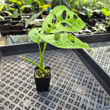 Load image into Gallery viewer, Monstera Esqueleto, Exact Plant Ships Nationwide

