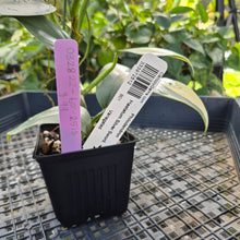 Load image into Gallery viewer, Philodendron Hastatum Silver Sword, Exact Plant Variegated Ships Nationwide
