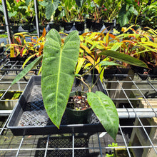 Load image into Gallery viewer, Philodendron Maximum 6" pot, Fedex 2day
