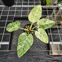 Load image into Gallery viewer, Philodendron Giganteum, Exact Plant Variegated Ships Nationwide

