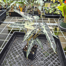 Load image into Gallery viewer, Alocasia Bambino Arrow Pink variegated exact plant, Fedex 2day*

