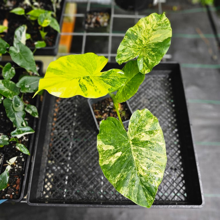 Alocasia Gageana Aurea, Exact Plant Variegated